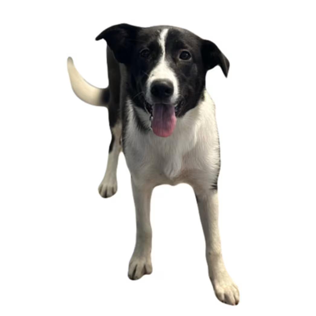 Enlarge Gretta, a ADOPTABLE mixed breed in Red Bluff, CA image 3/3