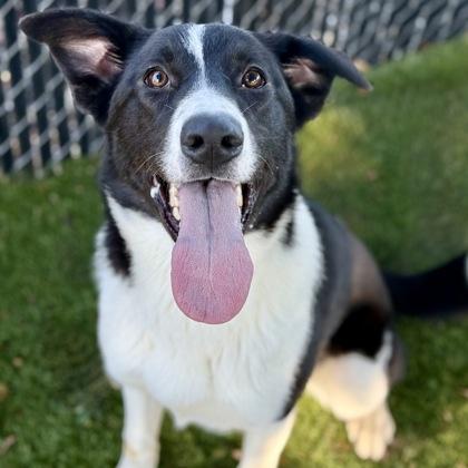 Gretta, Adoptable, Young Female Border Collie & Labrador Retriever.