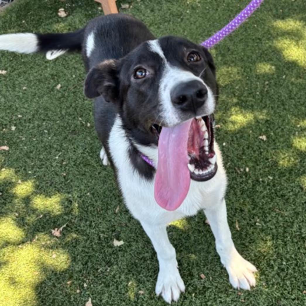 Gretta, ADOPTABLE, Young Female Border Collie.