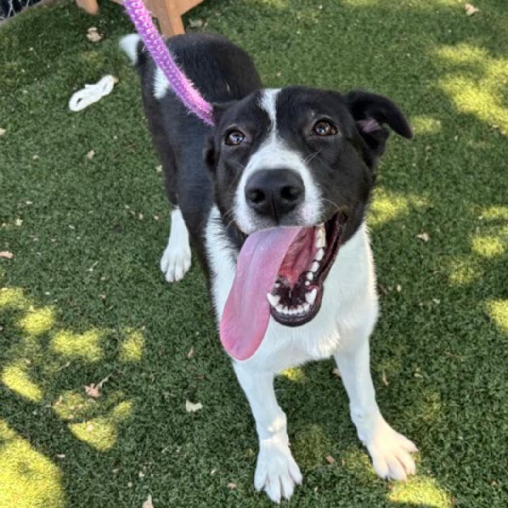 Enlarge Gretta, a ADOPTABLE mixed breed in Red Bluff, CA image 2/3