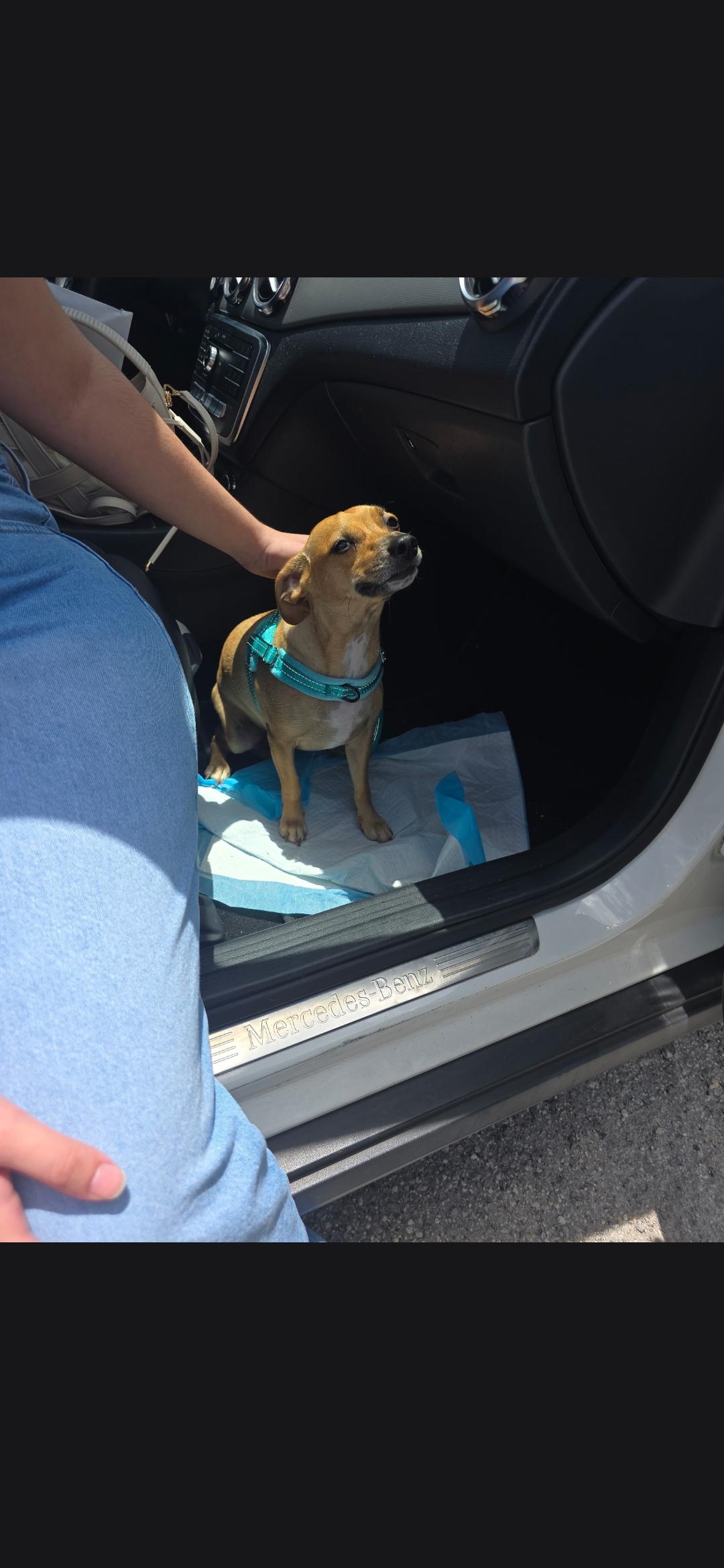 Milo, ADOPTABLE, Adult Male Chihuahua.