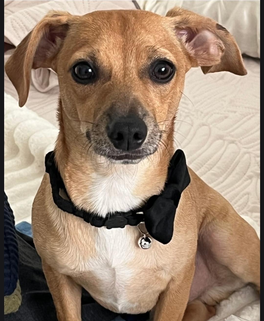 Milo, an adopted mixed breed in Miami, FL image 2/2