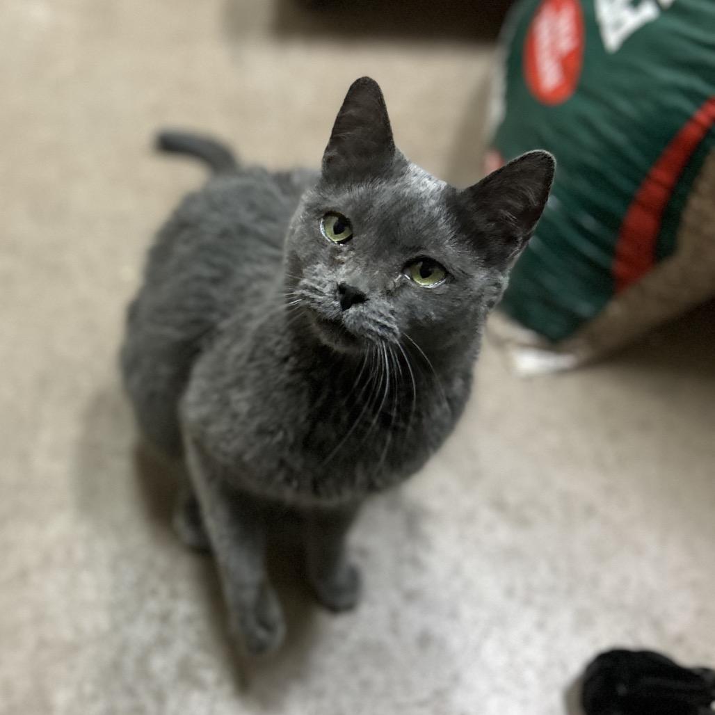 Enlarge Jesse - very special adoptable barn kitty!, a Adoptable mixed breed in Flagstaff, AZ image 1/6