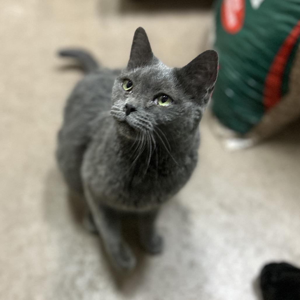 Enlarge Jesse - very special adoptable barn kitty!, a Adoptable mixed breed in Flagstaff, AZ image 3/6