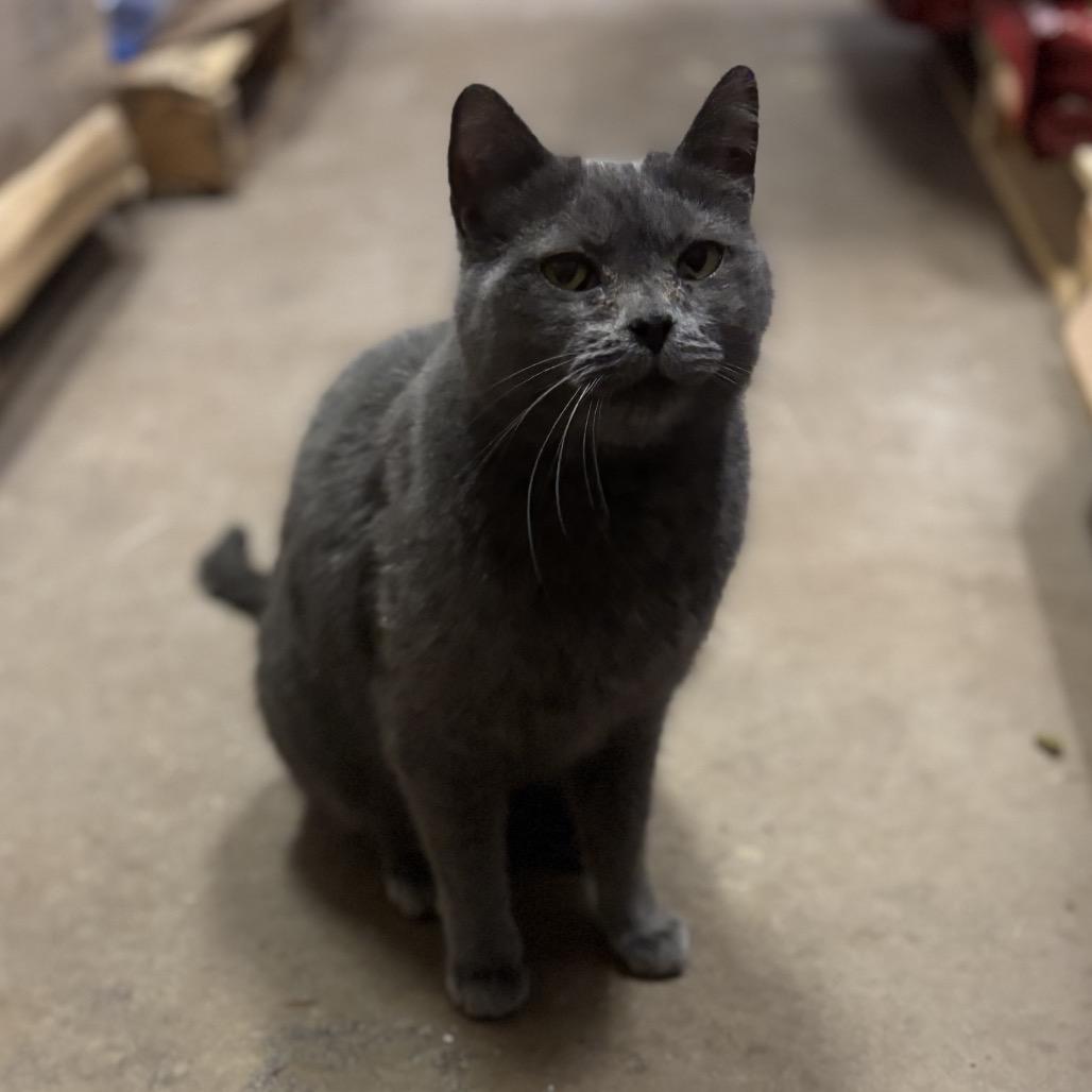 Enlarge Jesse - very special adoptable barn kitty!, a Adoptable mixed breed in Flagstaff, AZ image 5/6