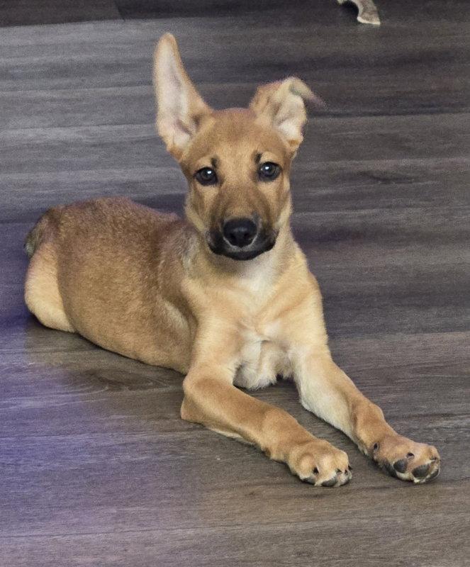 Ike, Adoptable, Puppy Male Belgian Shepherd / Malinois.