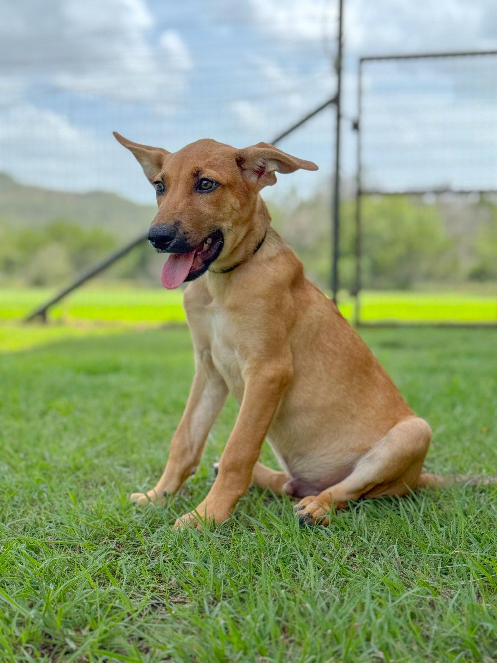 Enlarge Ike, a Adoptable Belgian Shepherd / Malinois in Helotes, TX image 2/3