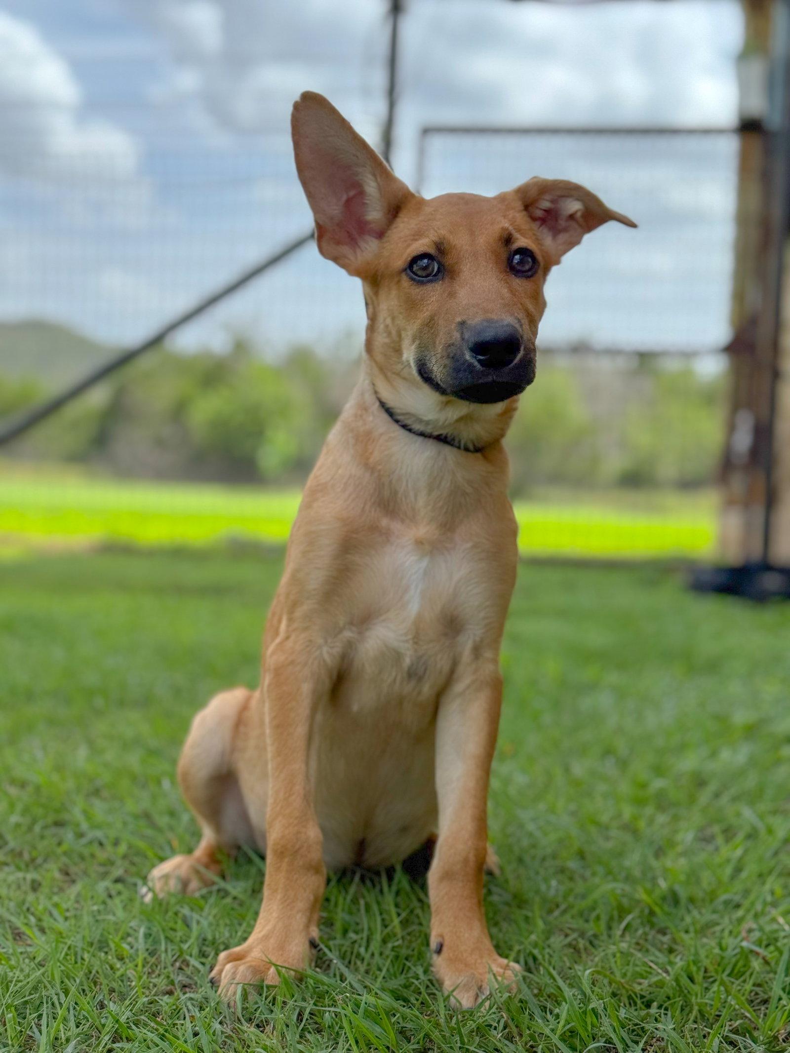 Enlarge Ike, a Adoptable Belgian Shepherd / Malinois in Helotes, TX image 3/3