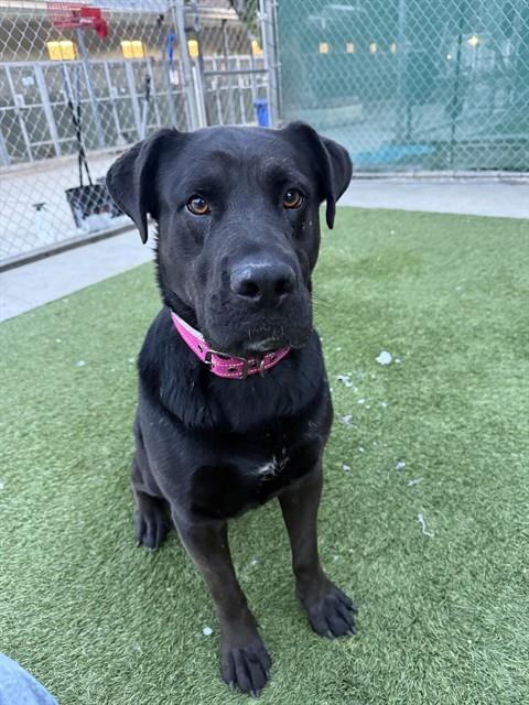 Enlarge PEARL, a Adoptable mixed breed in Agoura, CA image 1/1