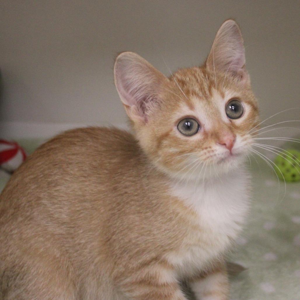 Enlarge Thackery, a Adopted Domestic Short Hair in Champaign, IL image 1/5