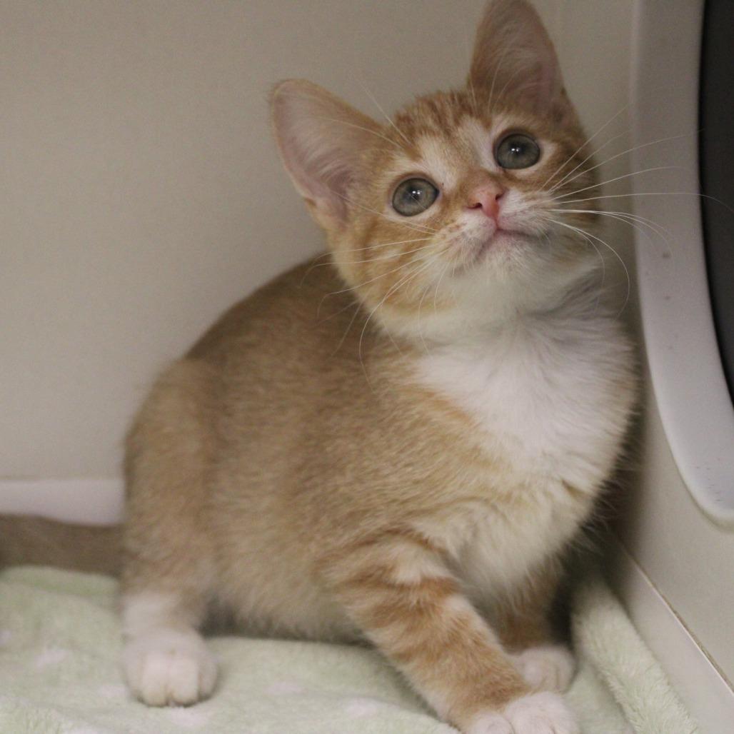 Enlarge Thackery, a Adopted Domestic Short Hair in Champaign, IL image 2/5