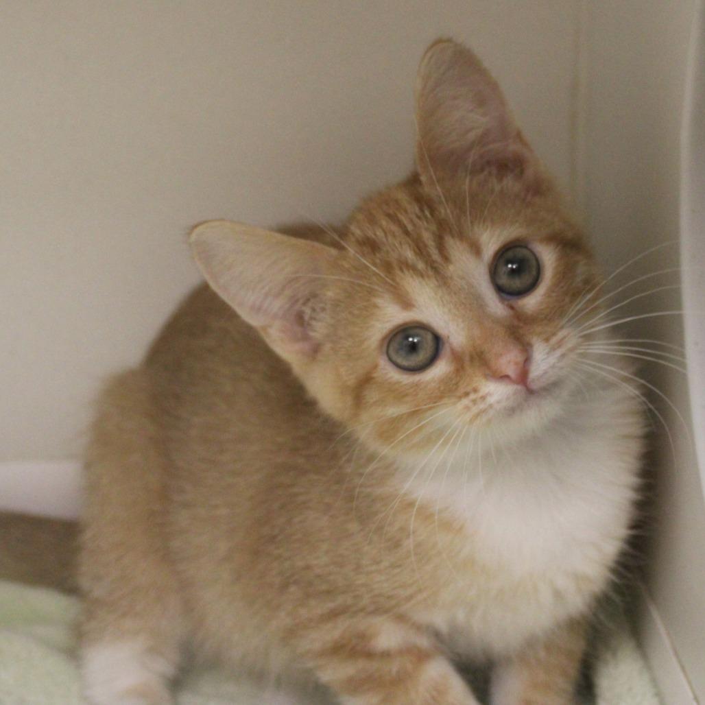 Enlarge Thackery, a Adopted Domestic Short Hair in Champaign, IL image 3/5