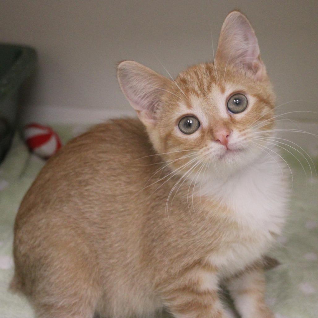 Enlarge Thackery, a Adopted Domestic Short Hair in Champaign, IL image 4/5