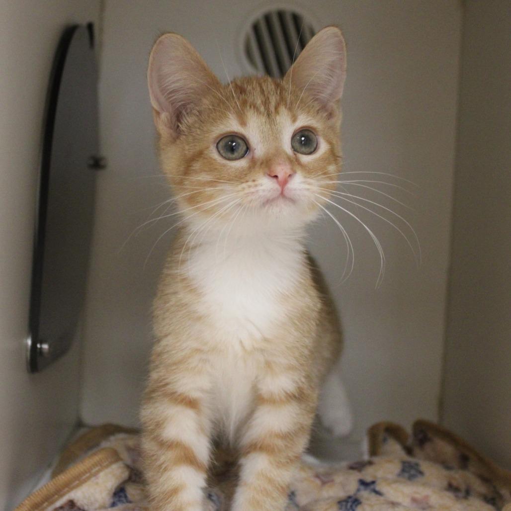 Enlarge Thackery, a Adopted Domestic Short Hair in Champaign, IL image 5/5
