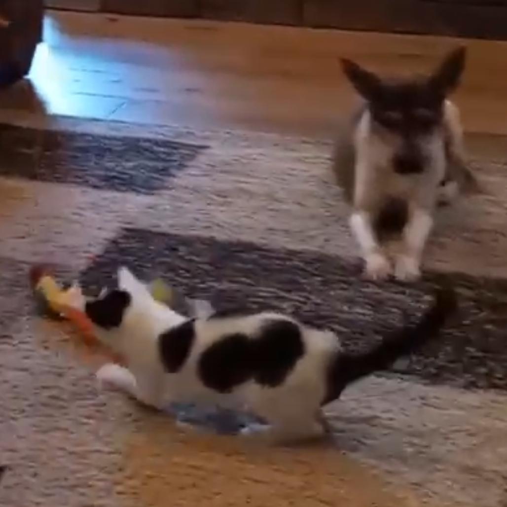 Merry Belle, a Adoptable Domestic Short Hair in Cartersville, GA image 1/6