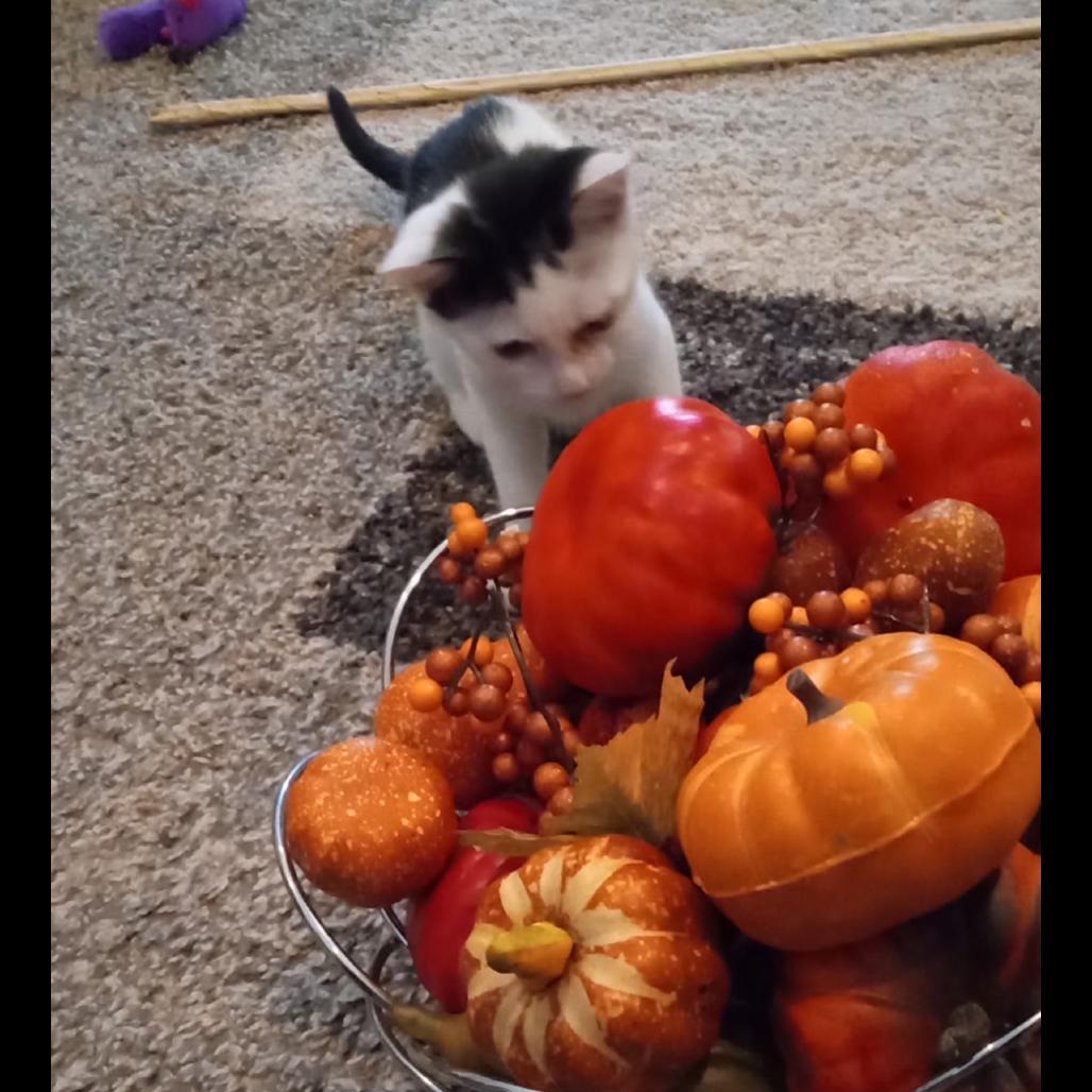 Merry Belle, a Adoptable Domestic Short Hair in Cartersville, GA image 2/6