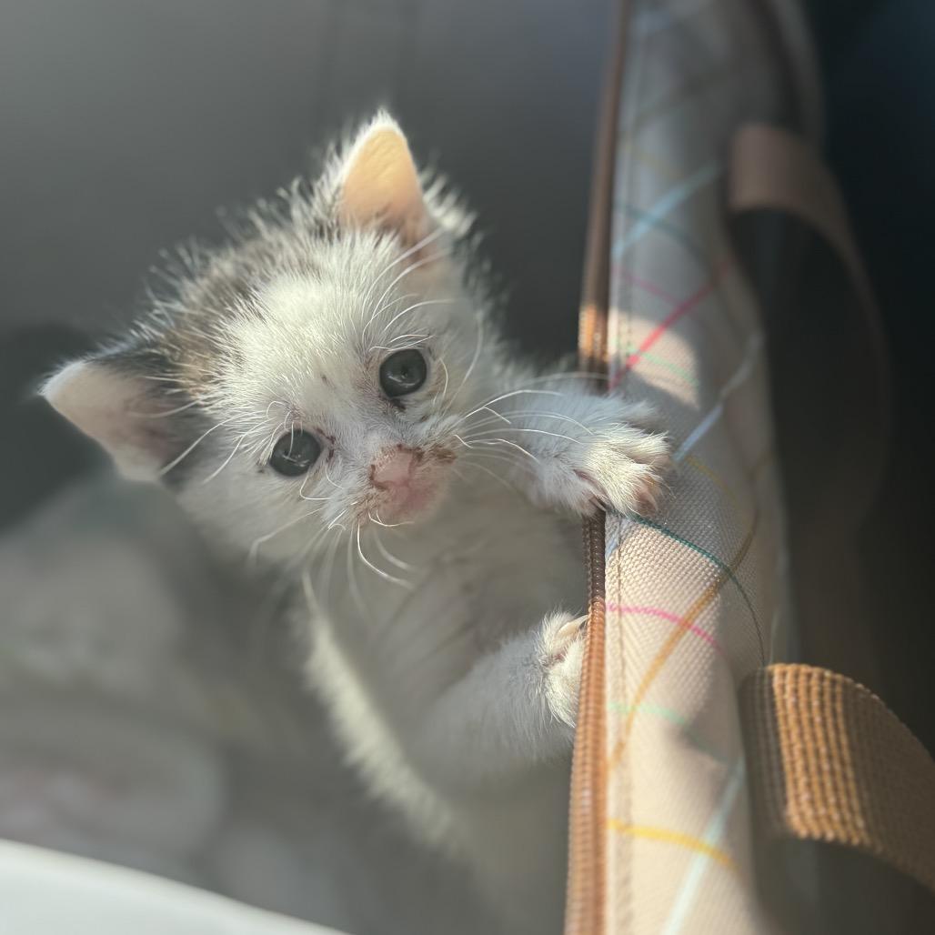 Merry Belle, a Adoptable Domestic Short Hair in Cartersville, GA image 3/6