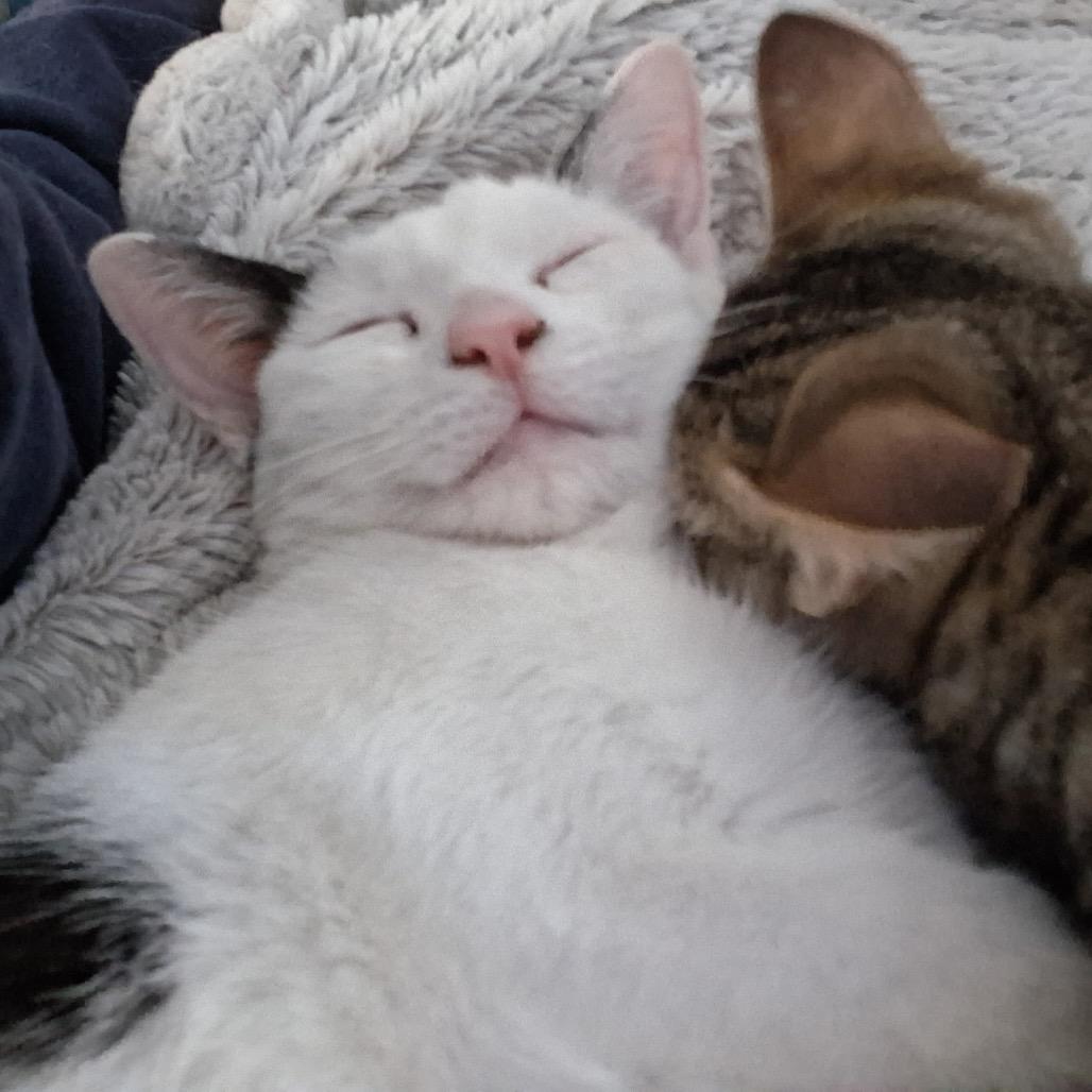 Merry Belle, a Adoptable Domestic Short Hair in Cartersville, GA image 4/6