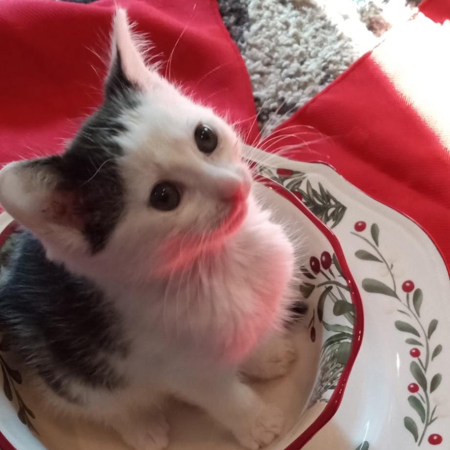 Merry Belle, a Adoptable Domestic Short Hair in Cartersville, GA image 5/6