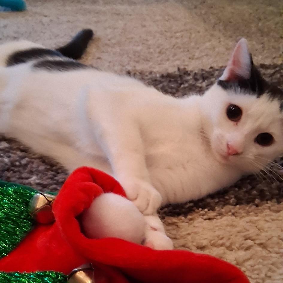 Merry Belle, a Adoptable Domestic Short Hair in Cartersville, GA image 6/6