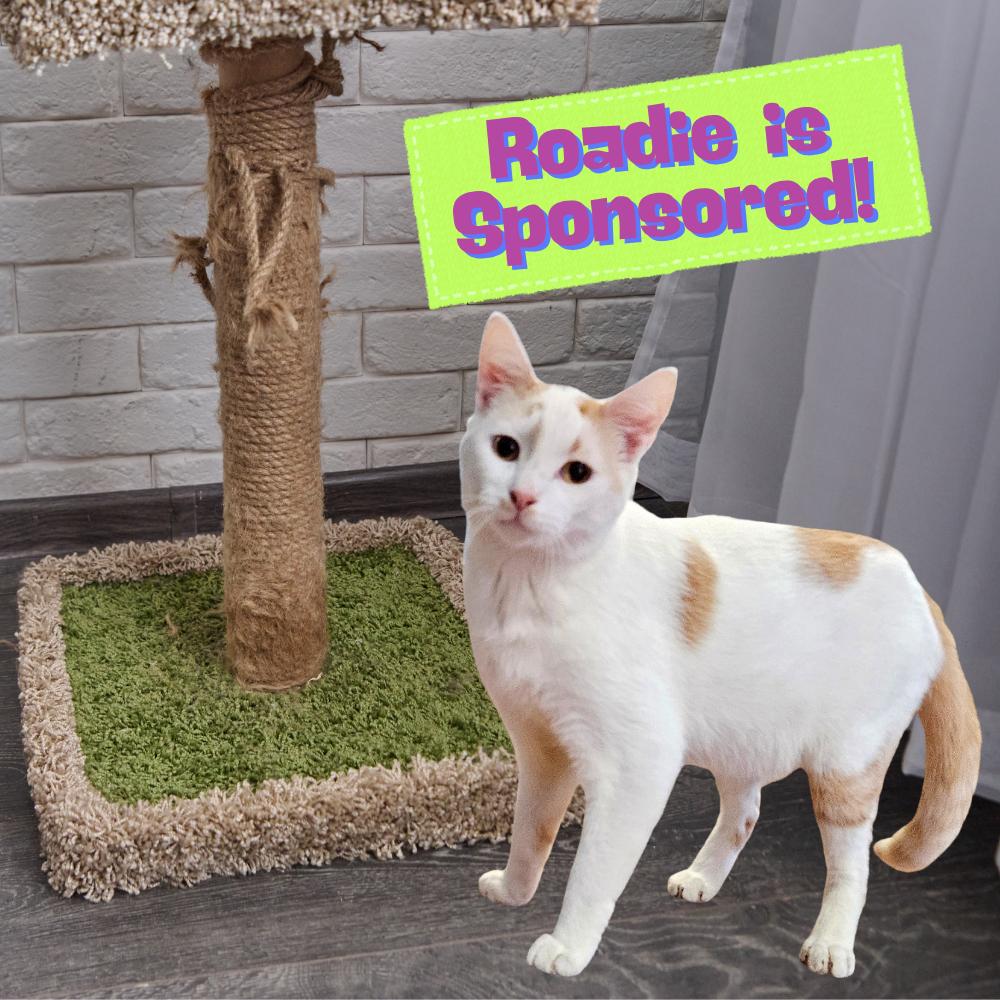Roadie, Adoptable, Young Male Domestic Short Hair.