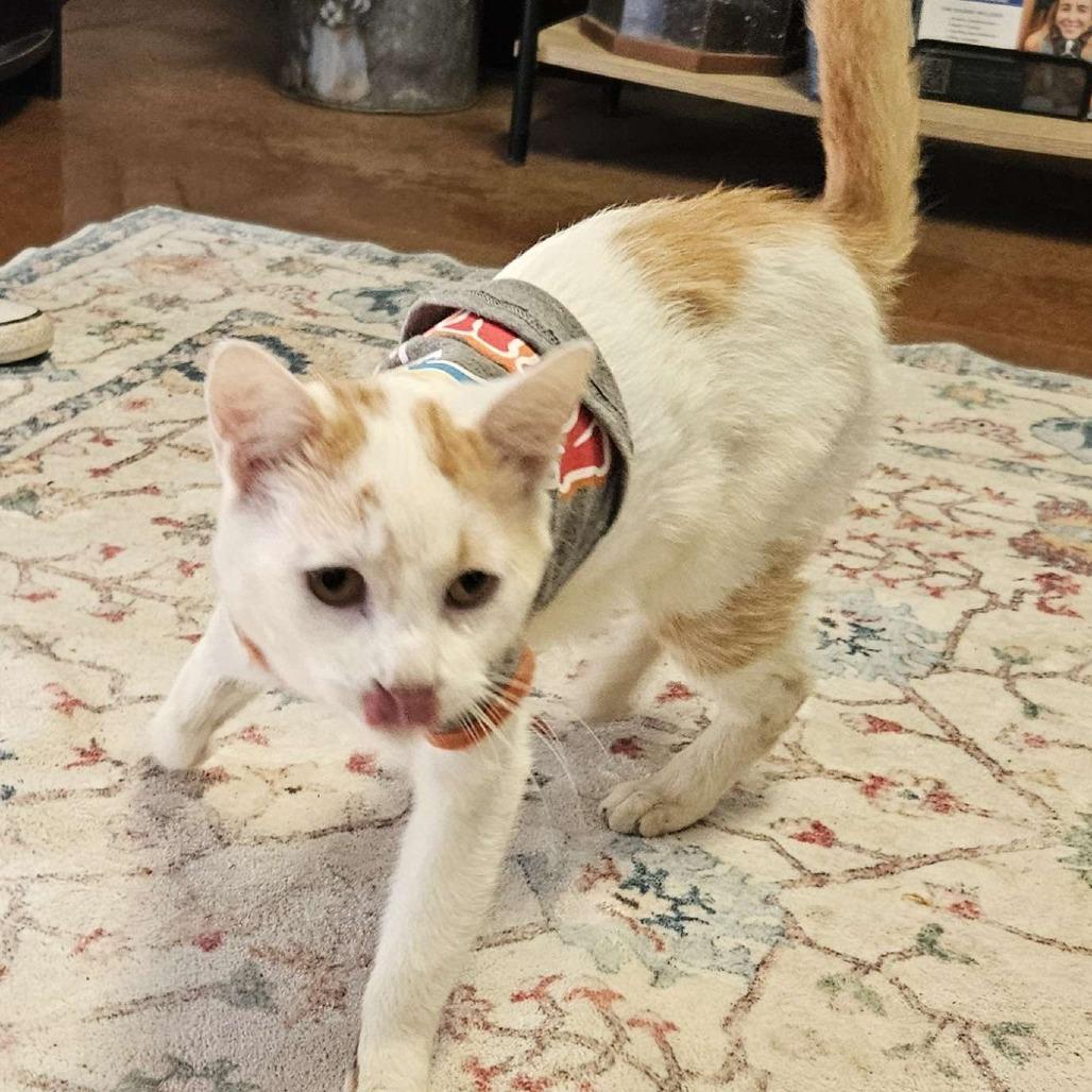 Enlarge Roadie, a Adoptable American Shorthair in Clarksville, AR image 1/6