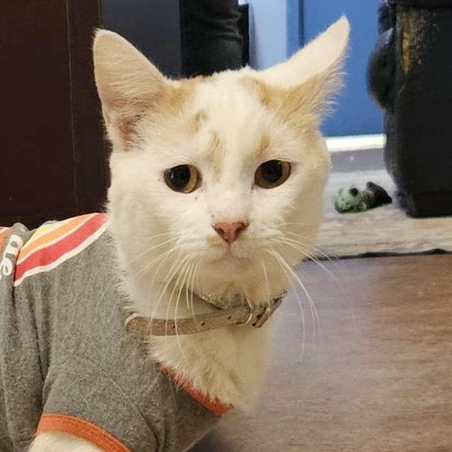 Enlarge Roadie, a Adoptable American Shorthair in Clarksville, AR image 2/6