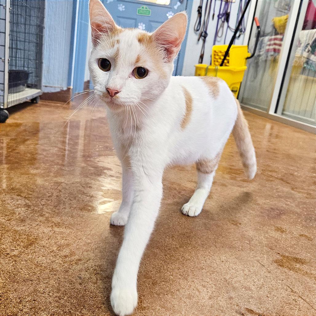Enlarge Roadie, a Adoptable Domestic Short Hair in Clarksville, AR image 3/6
