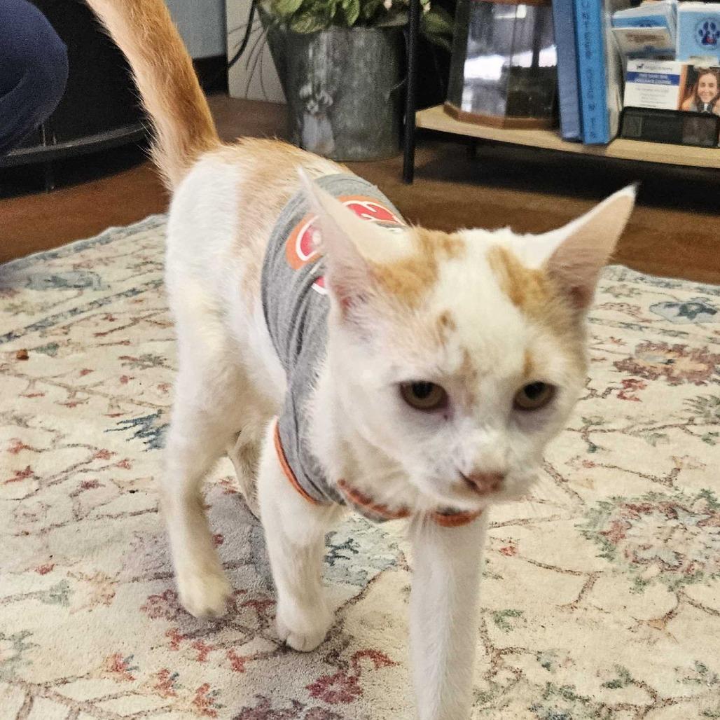 Enlarge Roadie, a Adoptable American Shorthair in Clarksville, AR image 3/6