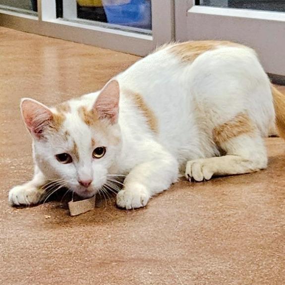 Enlarge Roadie, a Adoptable Domestic Short Hair in Clarksville, AR image 3/6