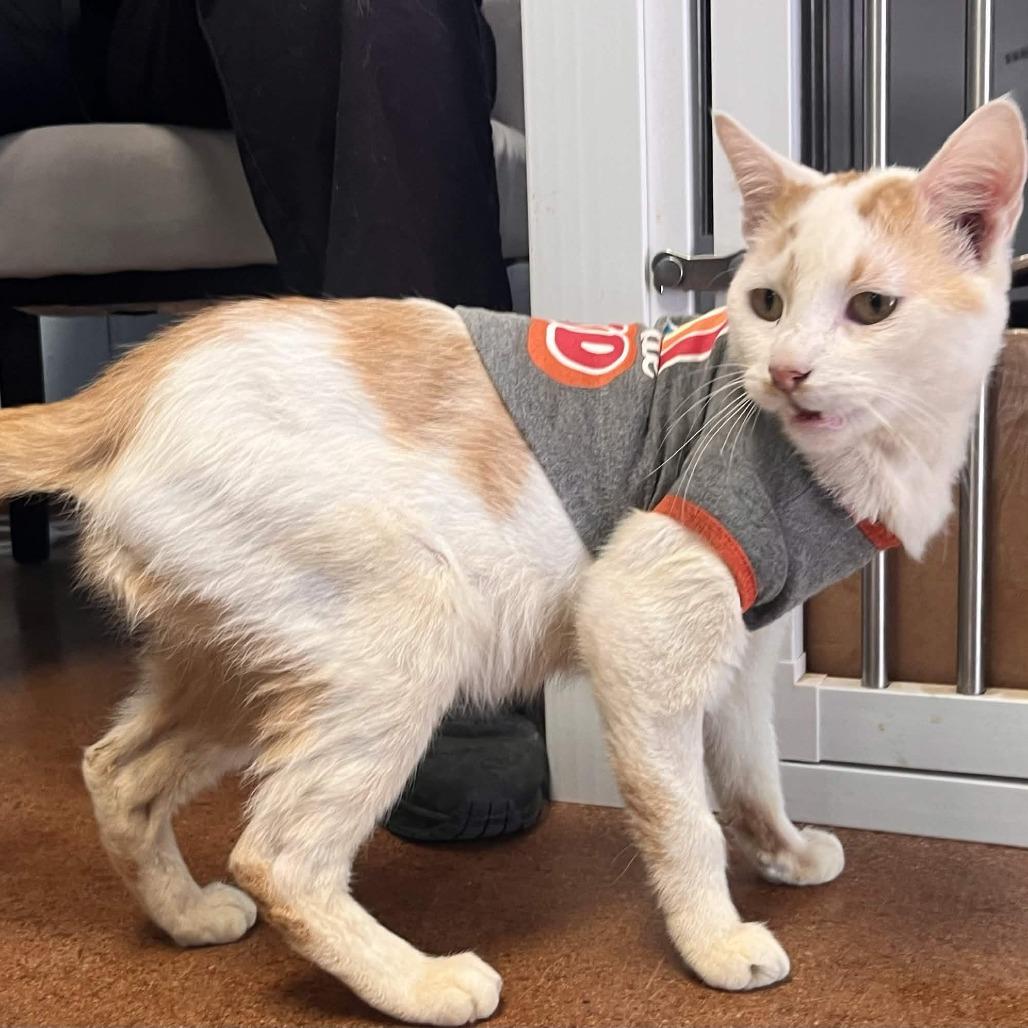 Enlarge Roadie, a Adoptable American Shorthair in Clarksville, AR image 4/6