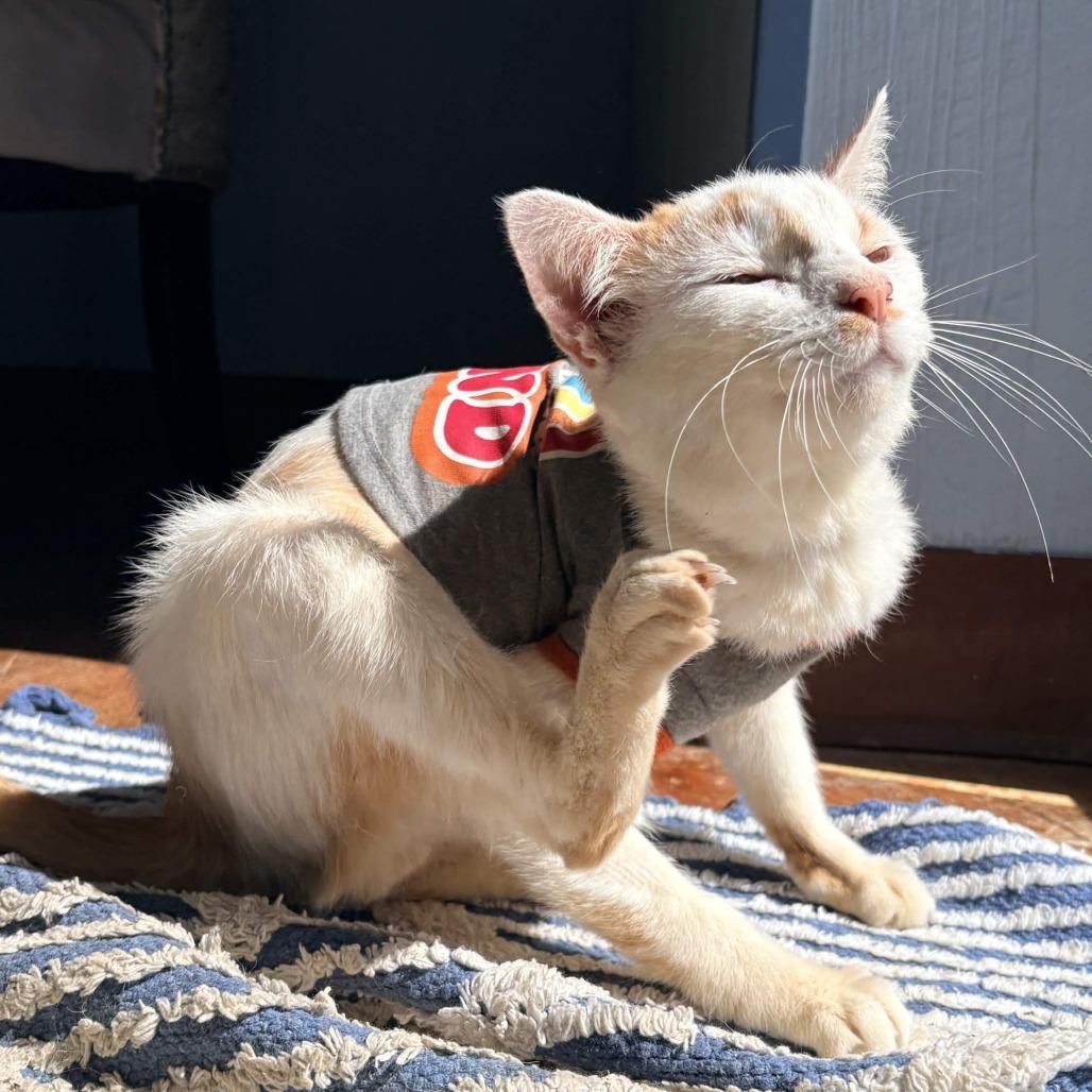 Enlarge Roadie, a Adoptable American Shorthair in Clarksville, AR image 6/6