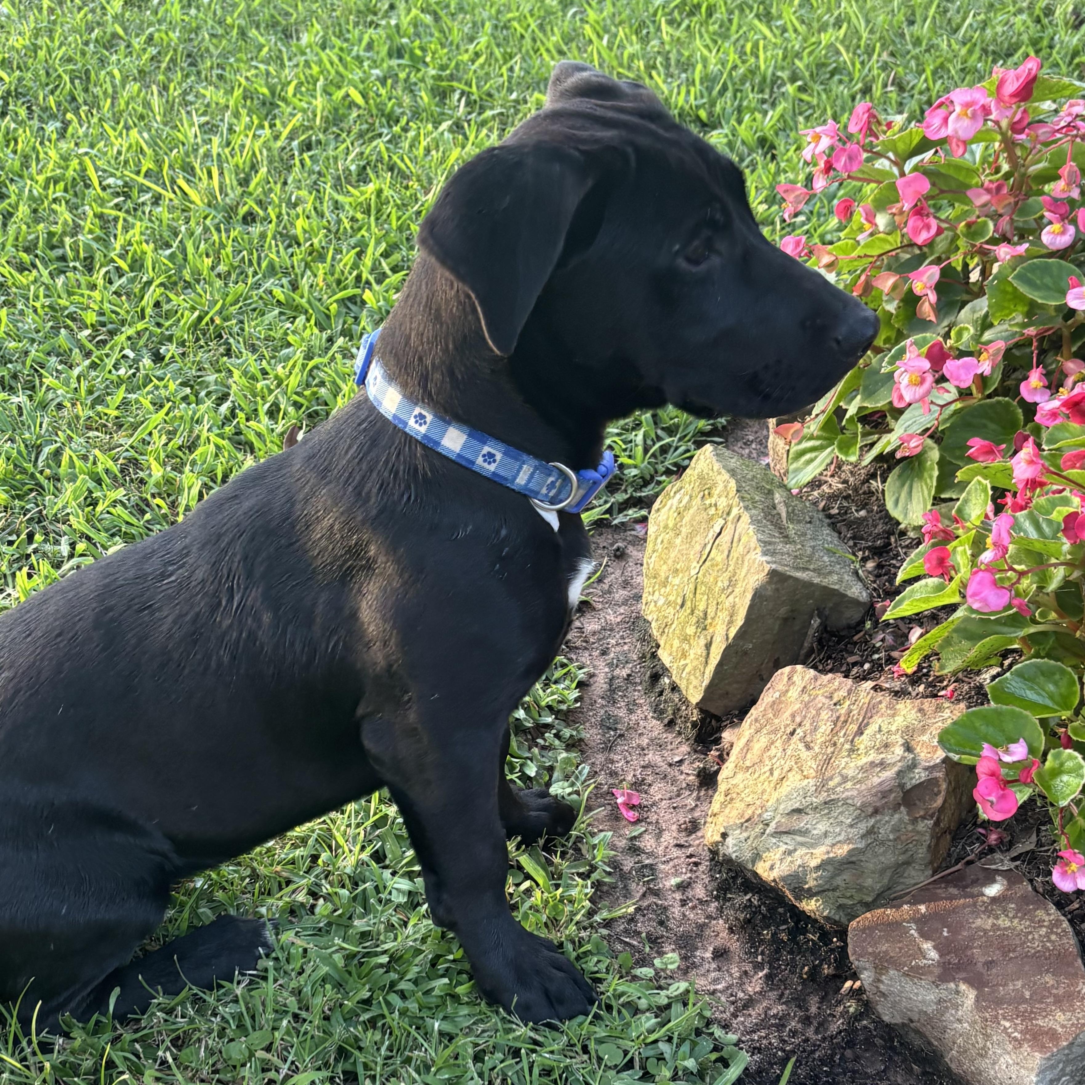 Dog for adoption - LOLLY ( NEW VIDEO-Best Friend, Kids, Water, Loving ...