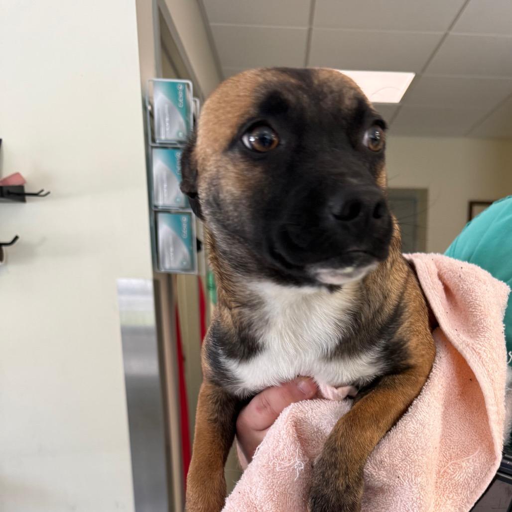 Enlarge Chloey, a Adoptable mixed breed in Galax, VA image 1/5
