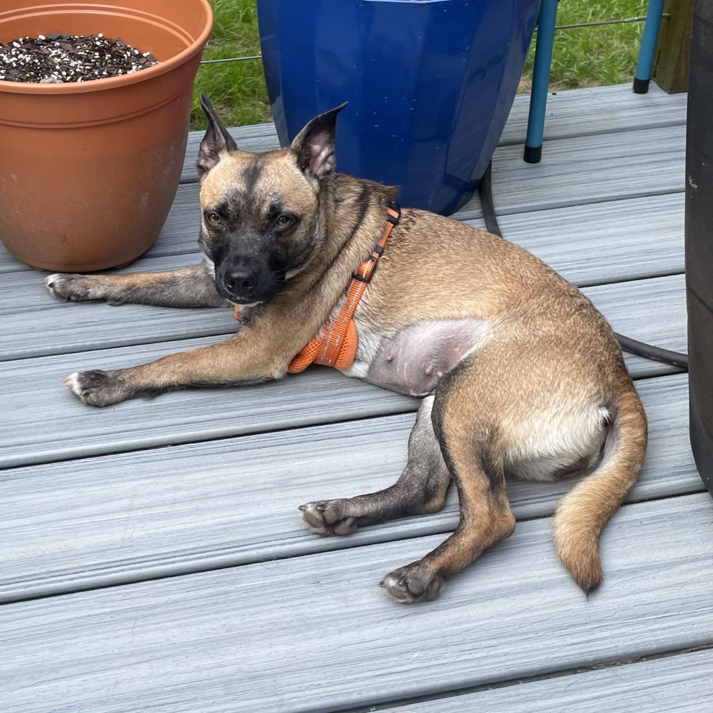Enlarge Chloey, a Adoptable mixed breed in Galax, VA image 2/5