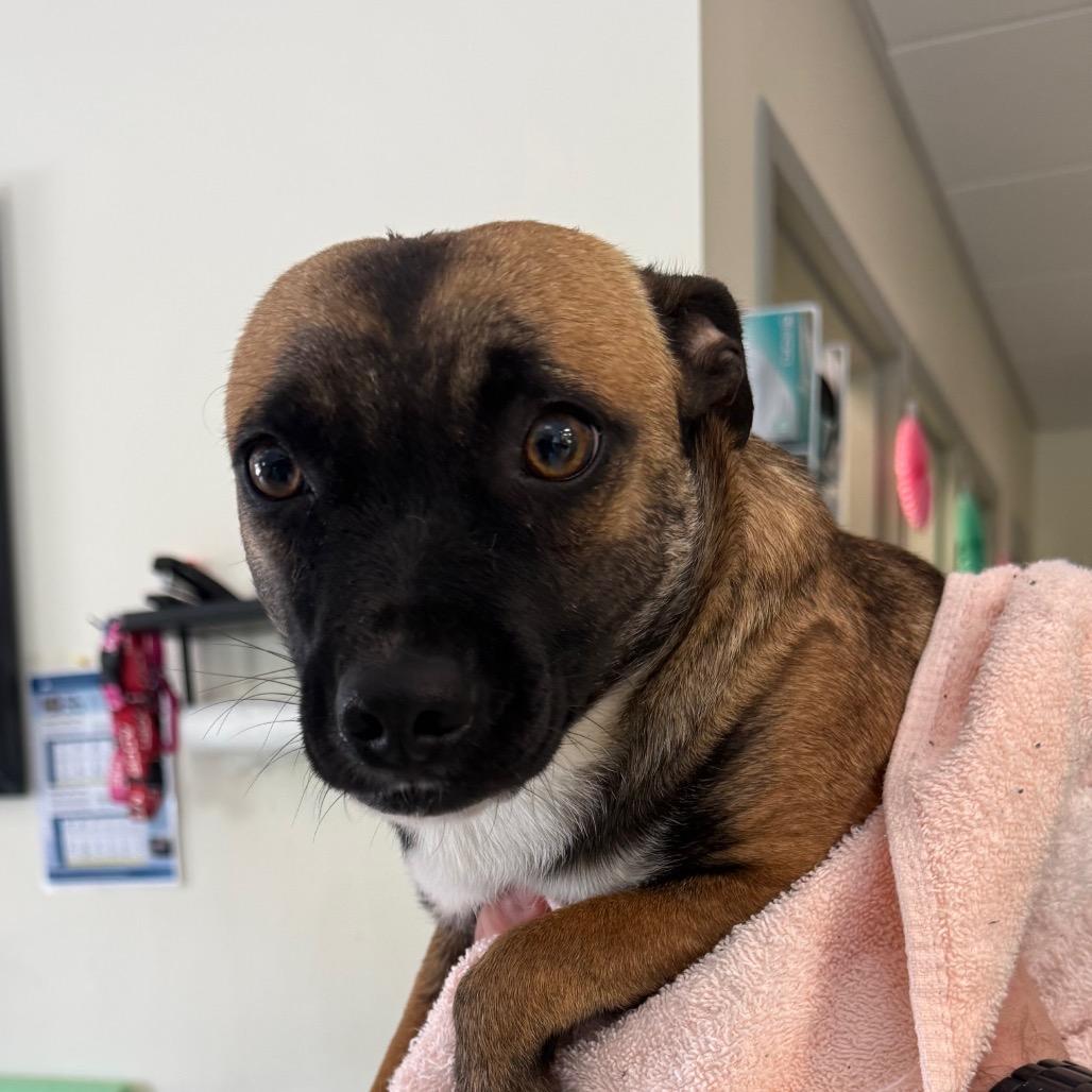 Enlarge Chloey, a Adoptable mixed breed in Galax, VA image 3/5