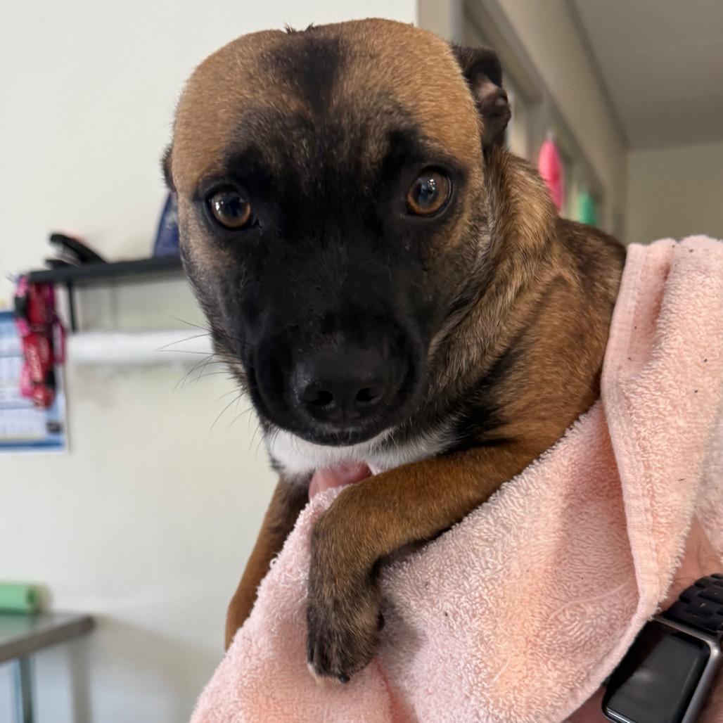 Enlarge Chloey, a Adoptable mixed breed in Galax, VA image 4/5