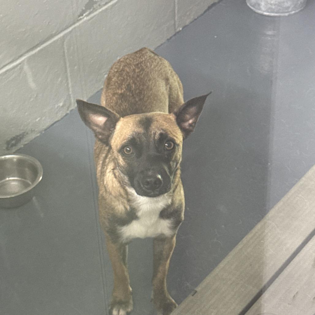 Enlarge Chloey, a Adoptable mixed breed in Galax, VA image 5/5