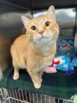 OJ, ADOPTABLE, Adult Male Domestic Short Hair.
