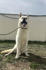 Electron (92901), ADOPTABLE, Adult Male Husky & Chow Chow.