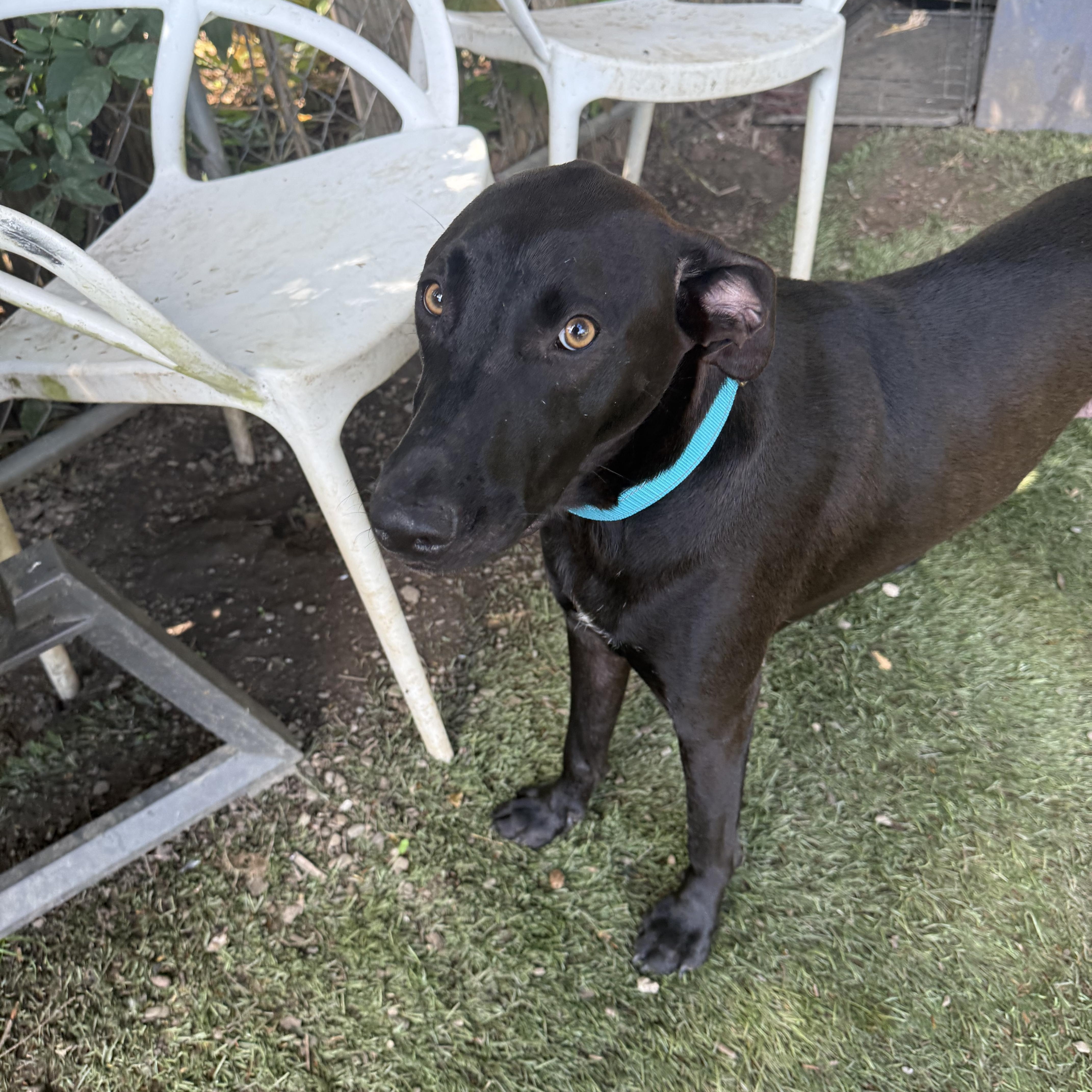 Enlarge Zeus, a Adoptable mixed breed in White Plains, NY image 4/4