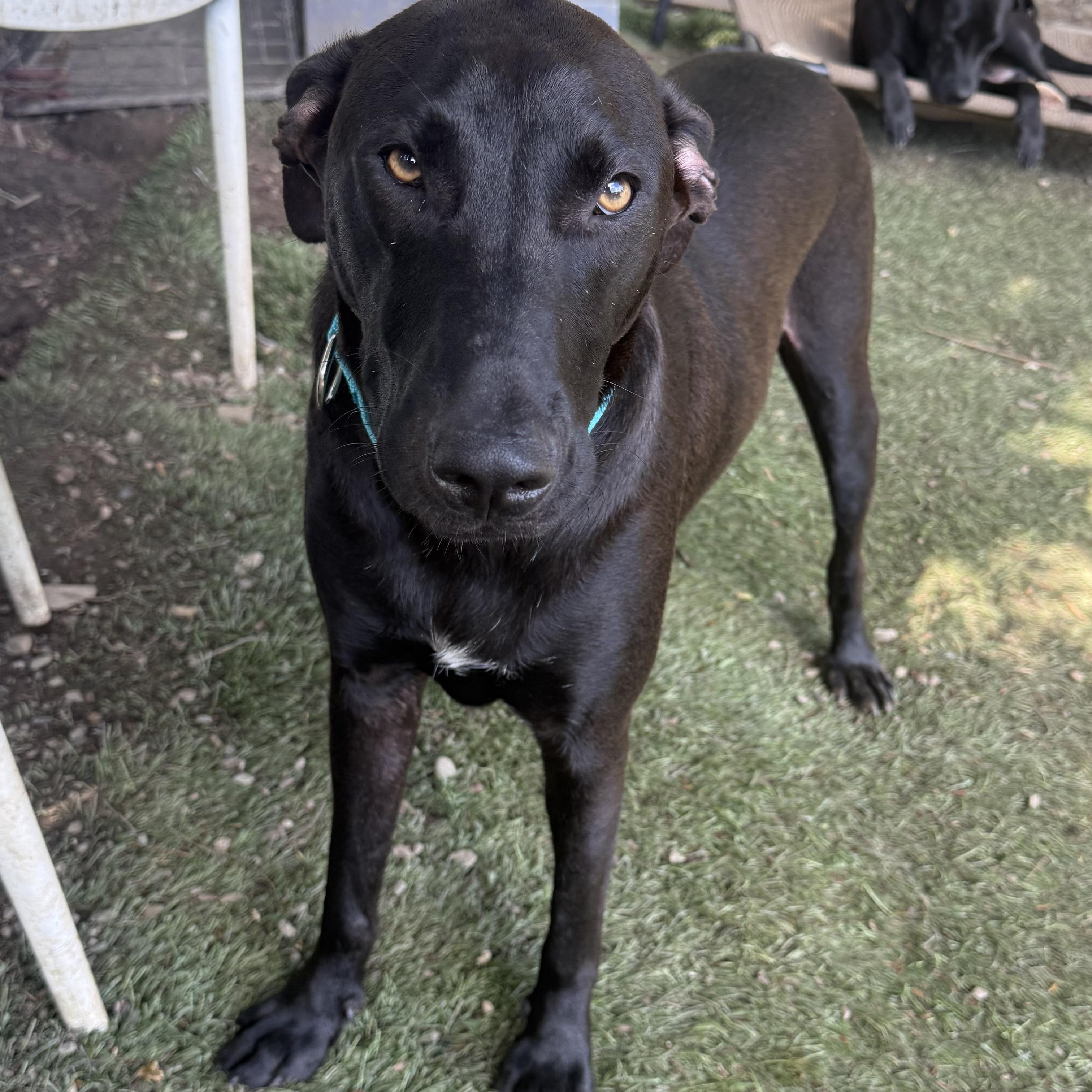 Enlarge Zeus, a Adoptable mixed breed in White Plains, NY image 1/4