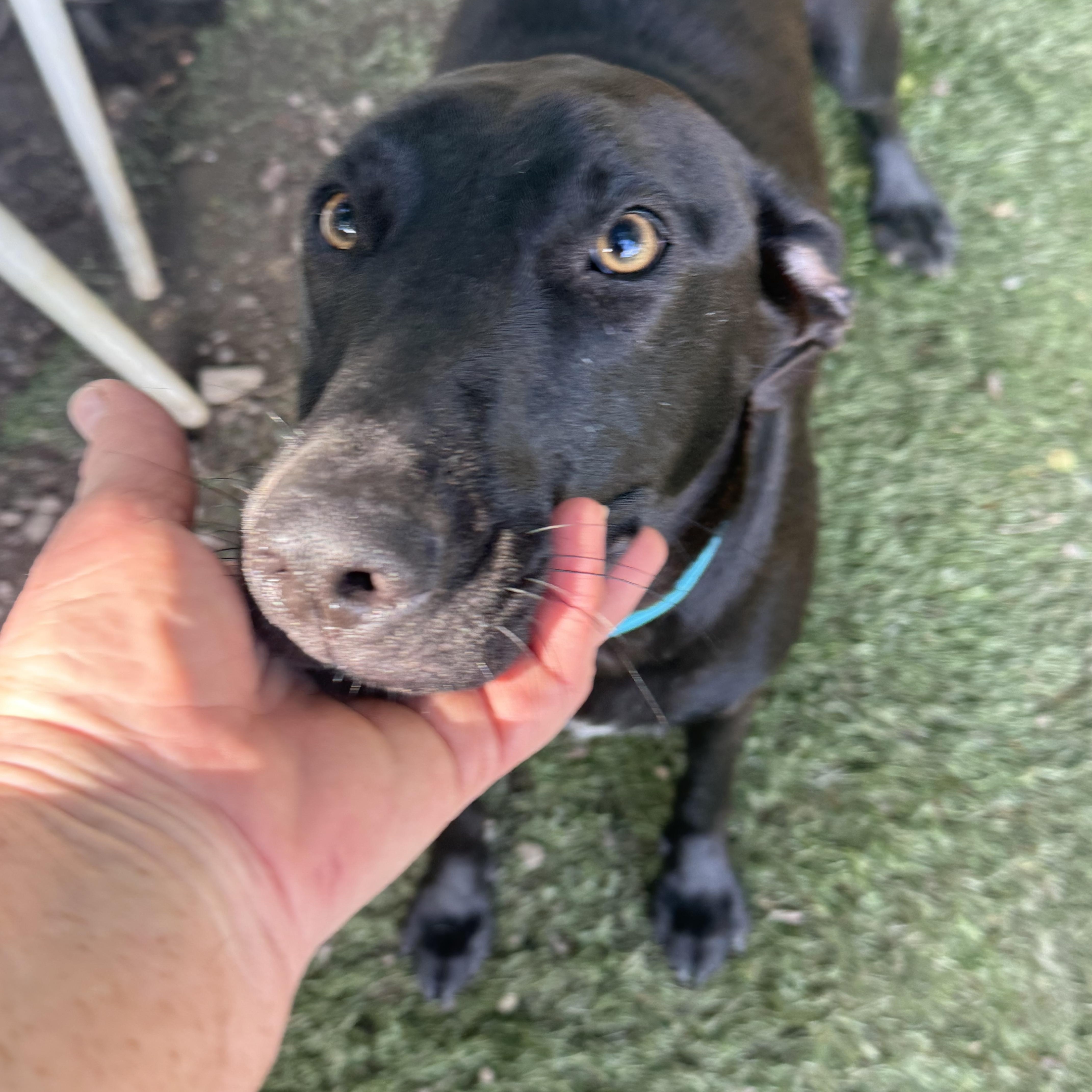 Enlarge Zeus, a Adoptable mixed breed in White Plains, NY image 3/4