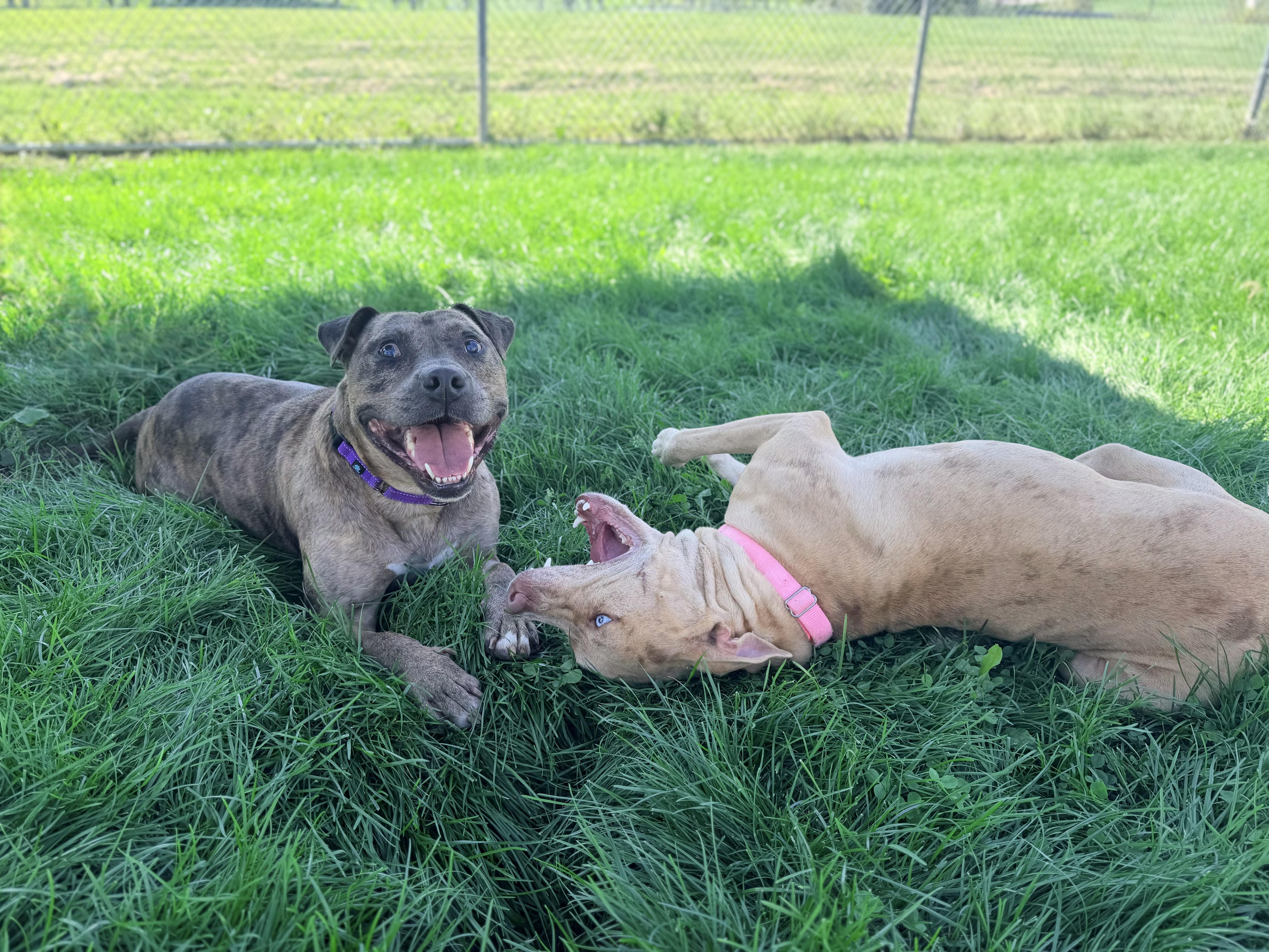 Enlarge Rosko, an adoptable mixed breed in Lake Odessa, MI image 4/6