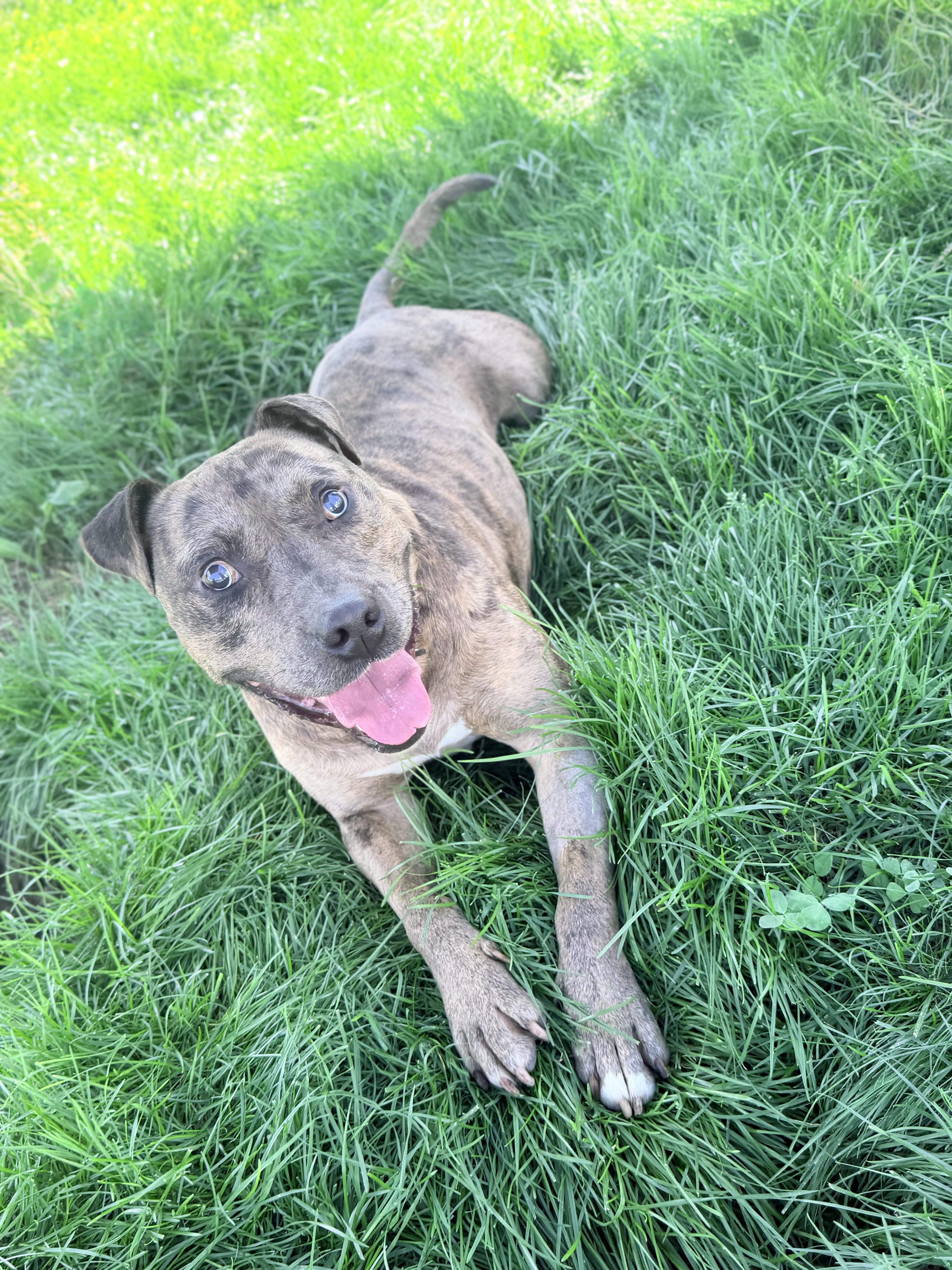 Enlarge Rosko, an adoptable mixed breed in Lake Odessa, MI image 3/6