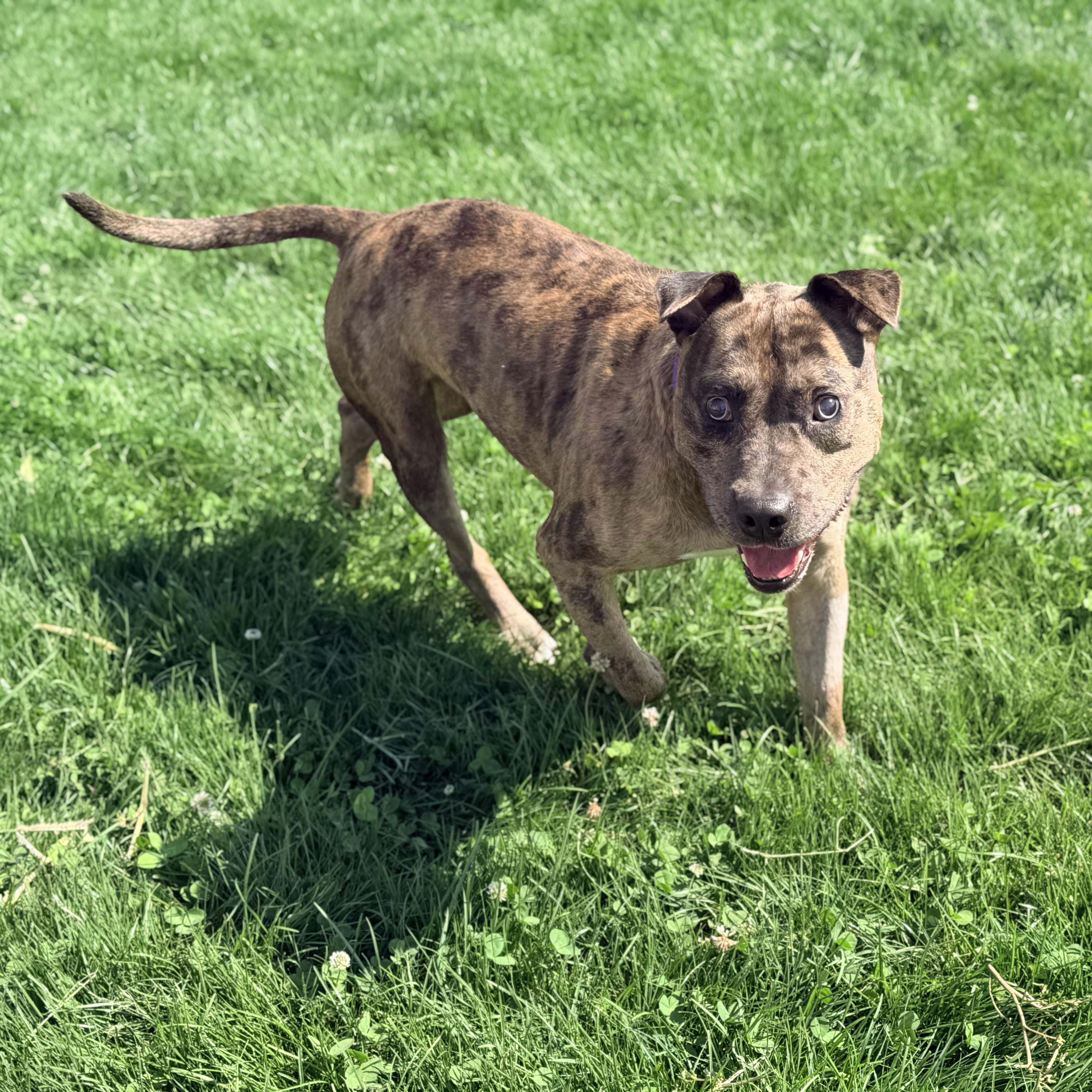 Enlarge Rosko, an adoptable mixed breed in Lake Odessa, MI image 1/6