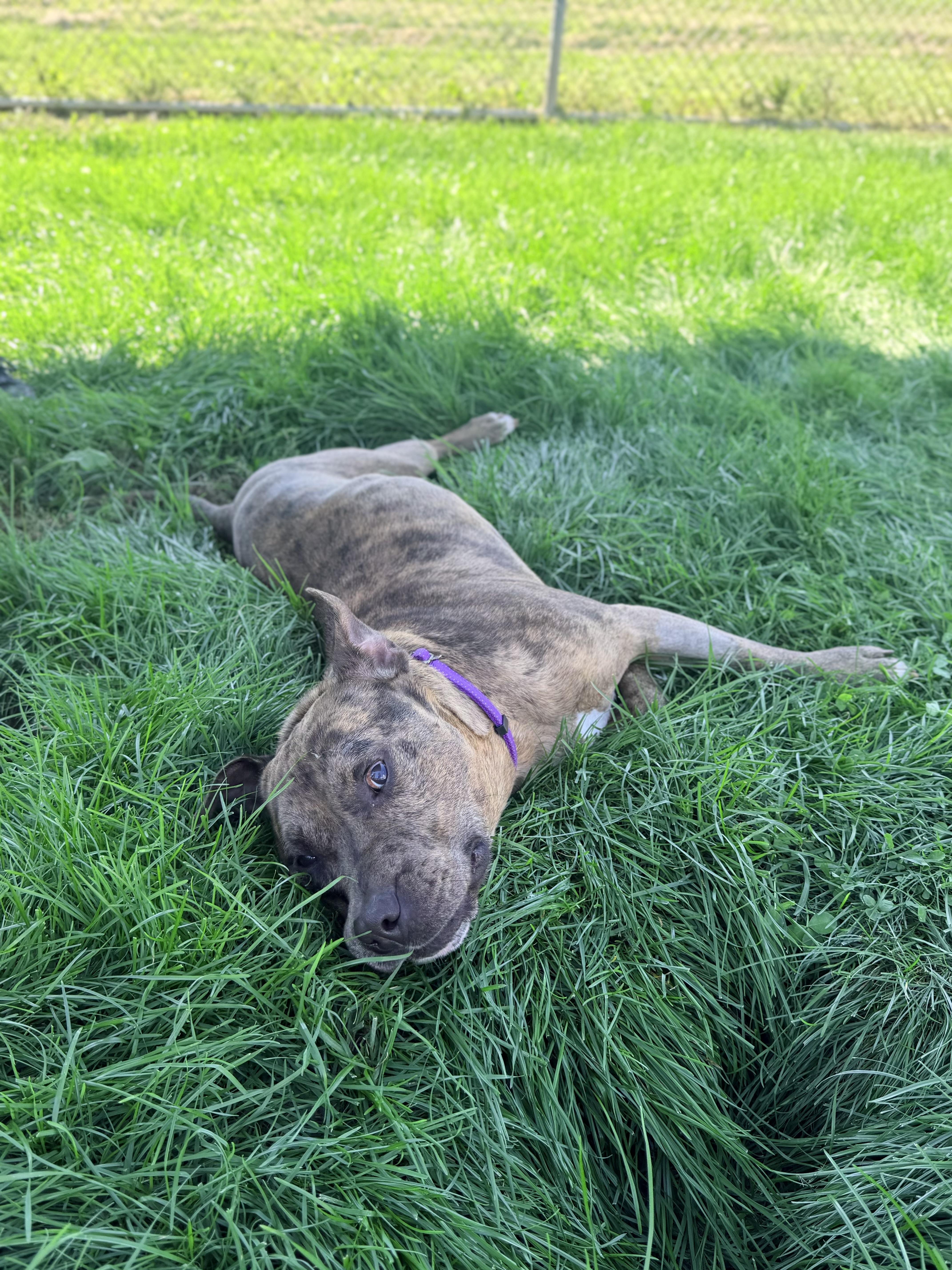 Enlarge Rosko, an adoptable mixed breed in Lake Odessa, MI image 5/6
