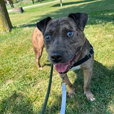 Enlarge Rosko, an adoptable mixed breed in Lake Odessa, MI image 2/6