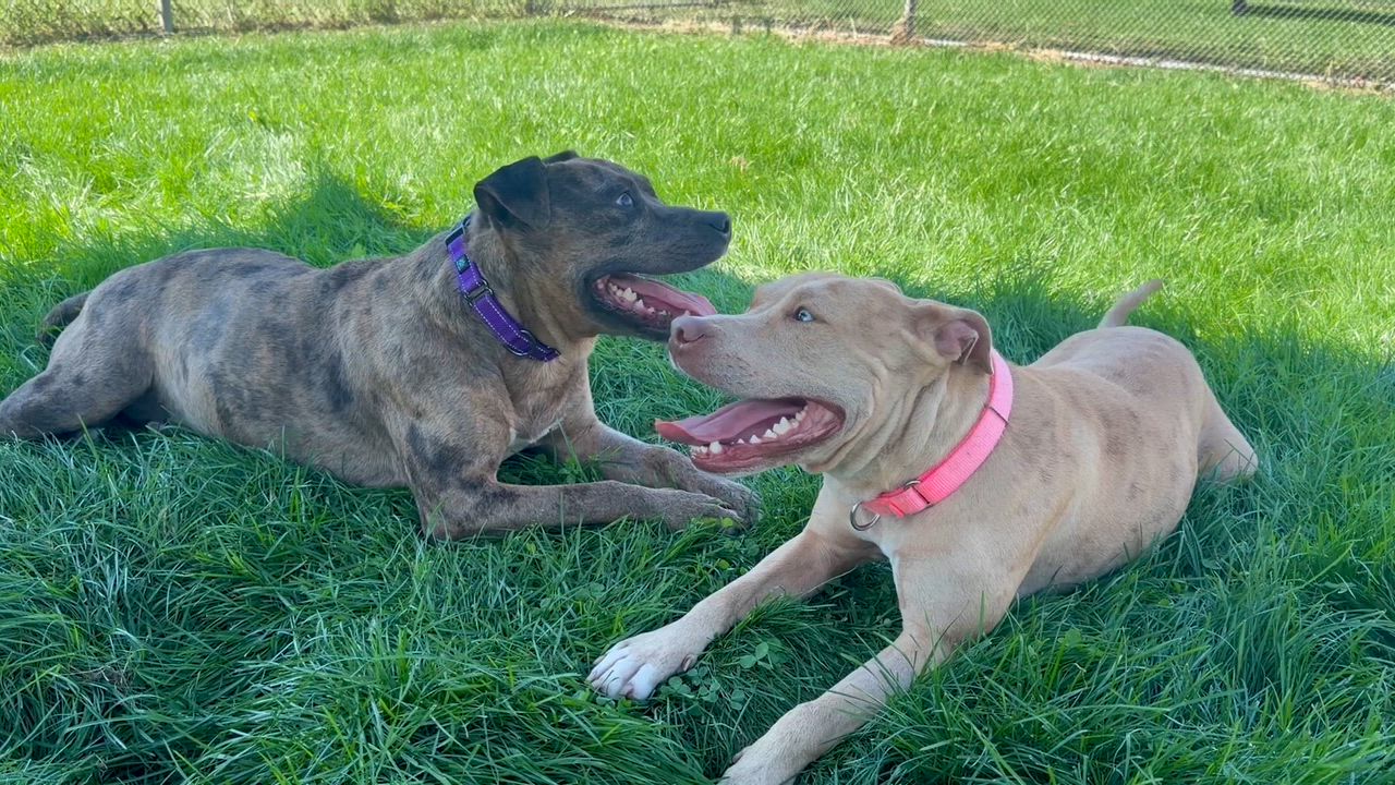 Enlarge Rosko, an adoptable mixed breed in Lake Odessa, MI video 6/6
