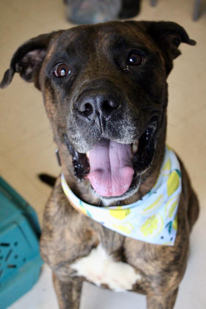 Enlarge Chief, a Adoptable Mastiff in Morgantown, KY image 1/1